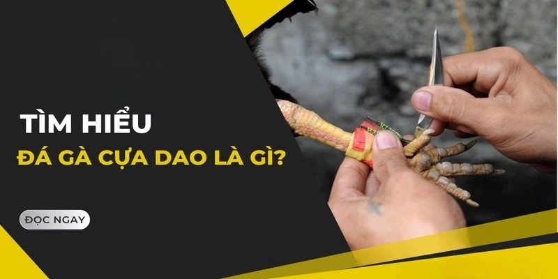 Đá gà cựa dao với những trận đấu đầy kịch tính và thu hút